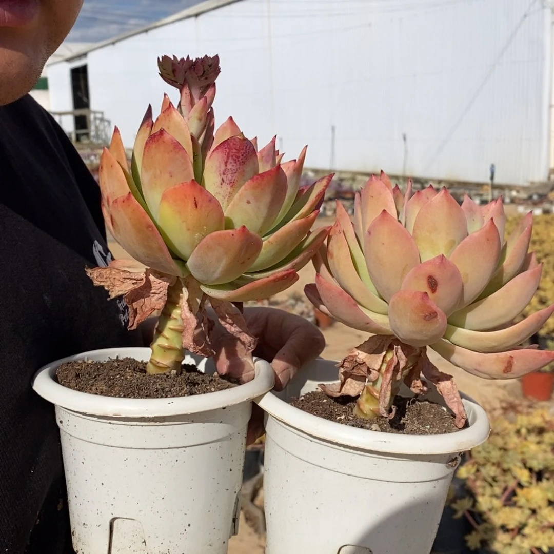 乔伊大单头老桩三盆