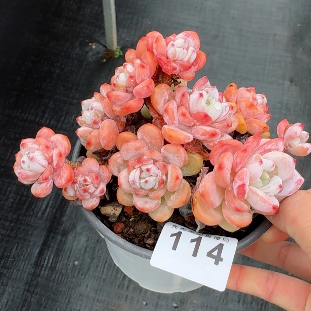 冷香群生      愿你一路坦途，乘风破浪展宏图