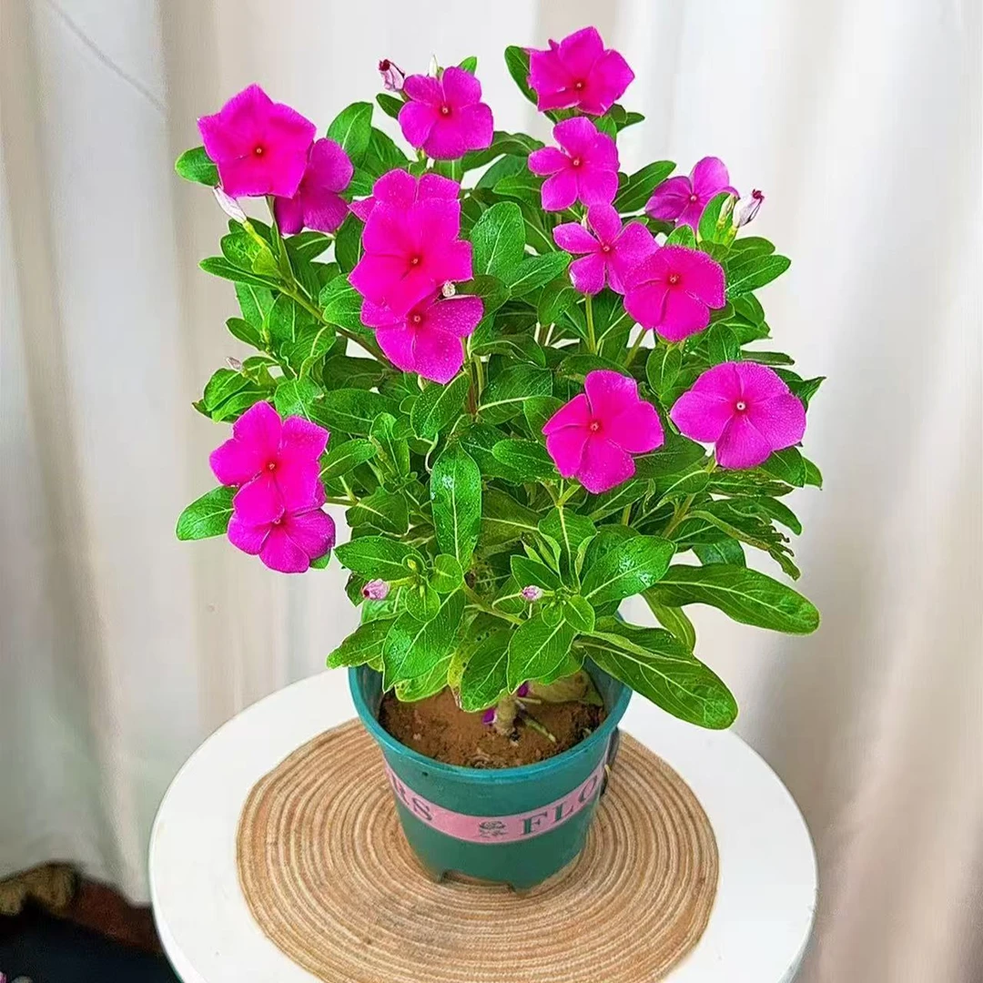 【加仑盆天天开】【优惠到底】金达莱长春花四季开花耐晒耐热【无售后】