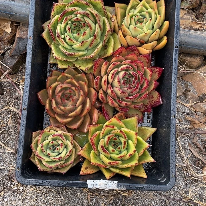 若如东云组拍A553