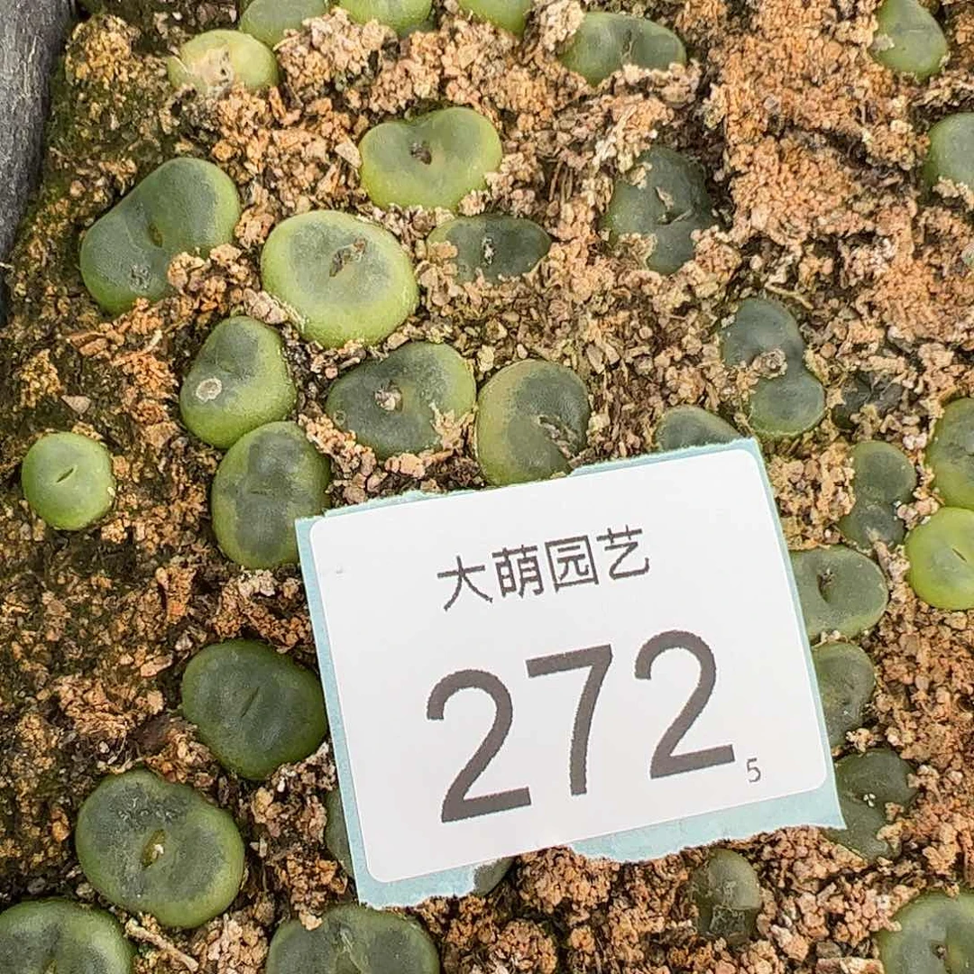 0000272量拍芬妮水晶鞋10颗