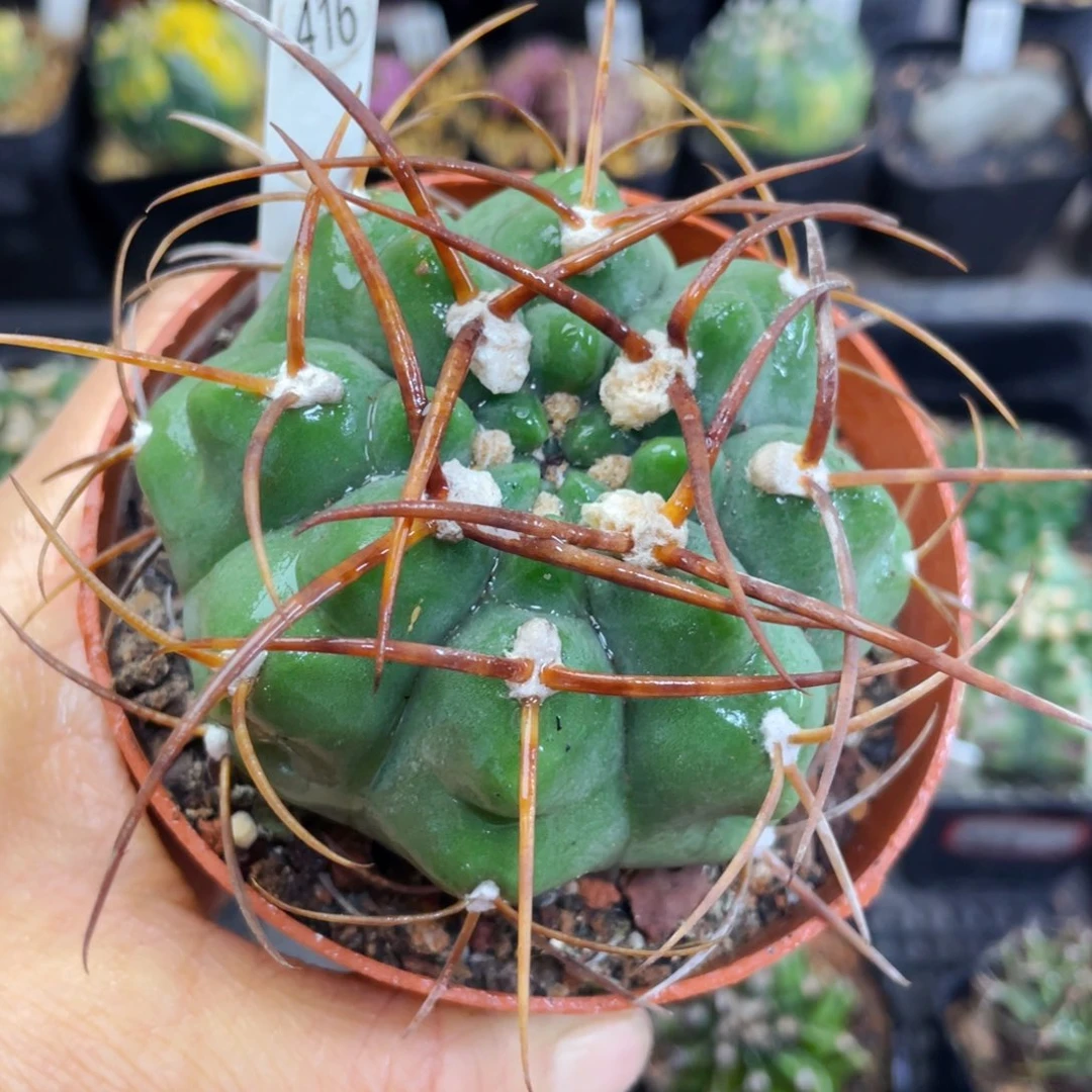 盆5公分满25包邮裸根发货