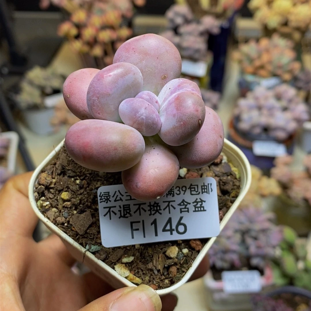 146蛋黄奶多肉5c m