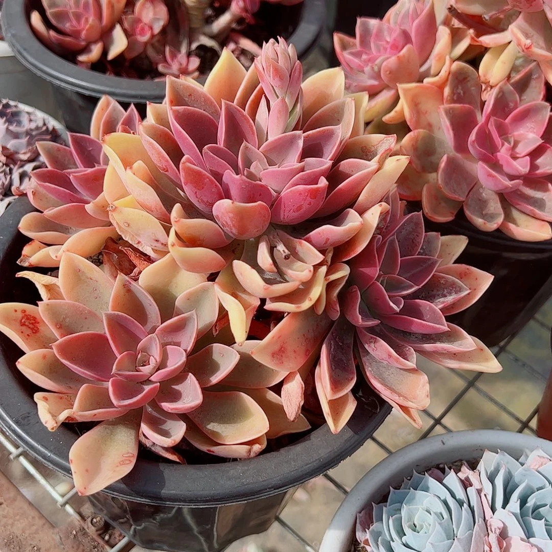 紫气东来多头群生精品特价