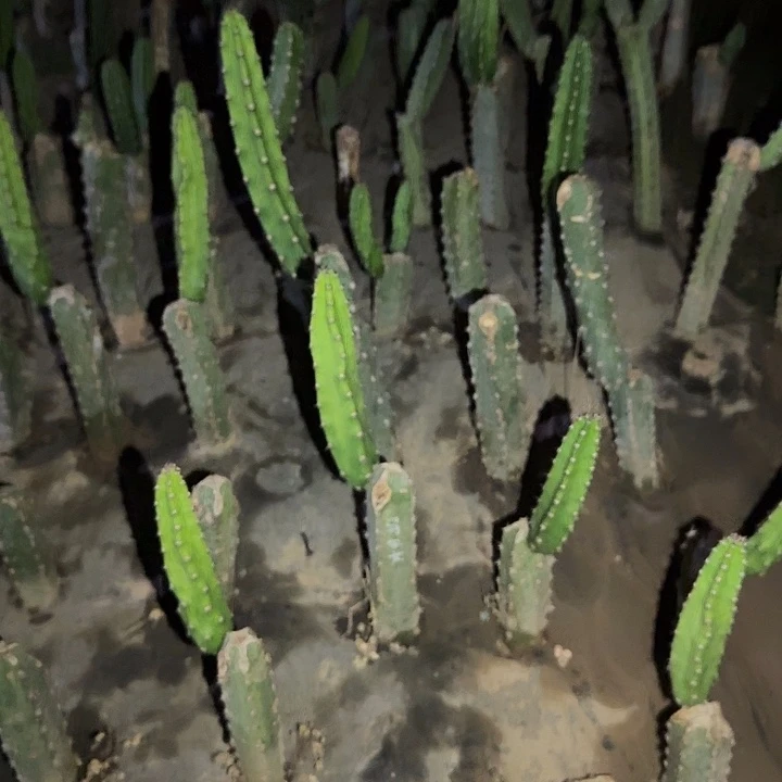 春***2袖蒲侧芽7个。高20公分