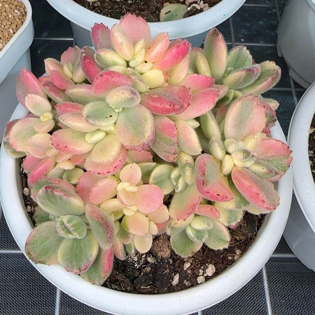 从前慢甄选多肉编号彩虹熊