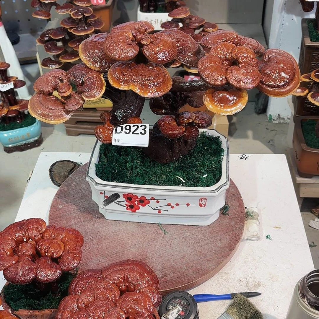 无花朵灵芝8888888888888888