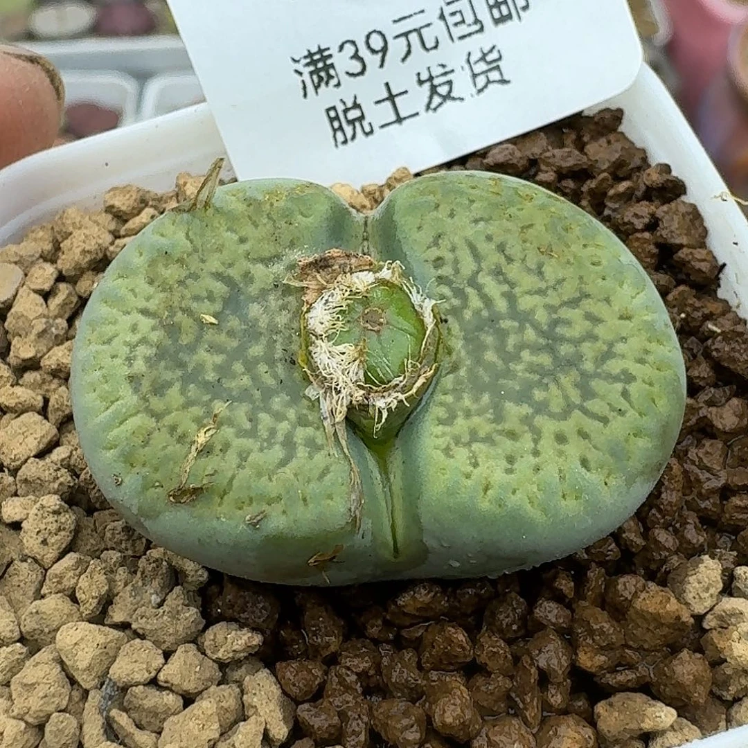 115多肉哈哈好家伙哈哈