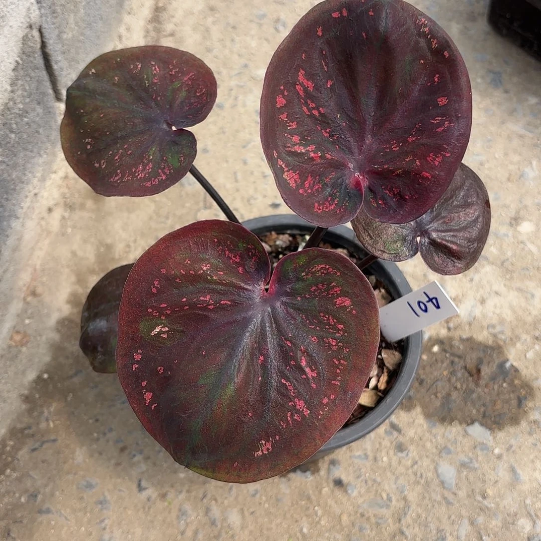 泰国彩叶芋401-0124