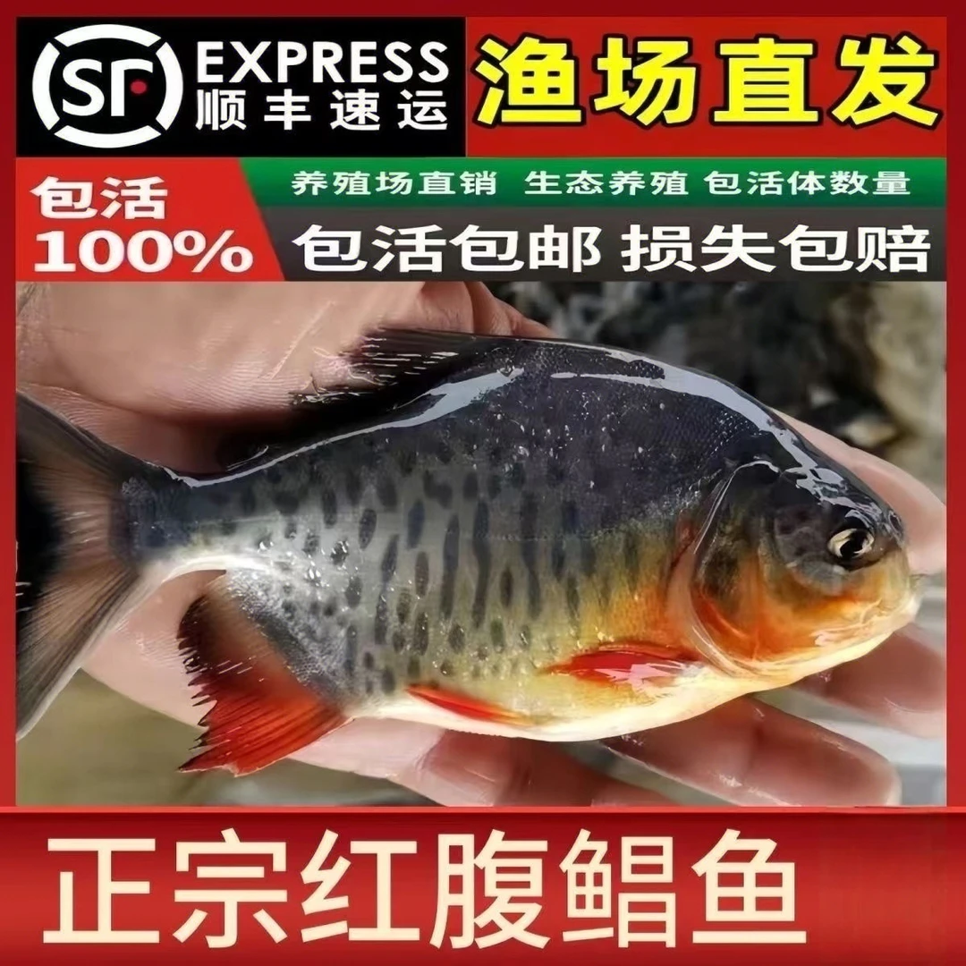 红鲳鱼淡水（规格6-10）广东鲳鱼热带鱼水族活体养殖发货观赏鱼