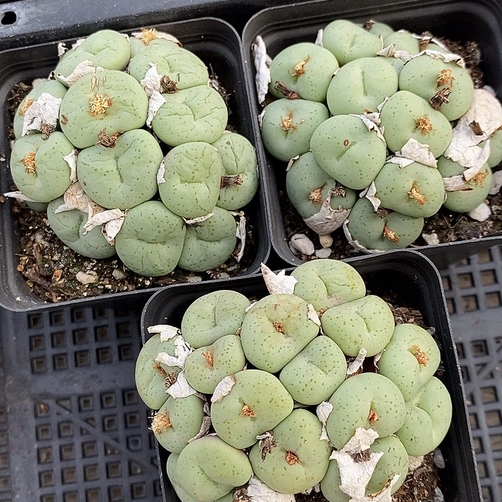 2552吕氏大饼一群。