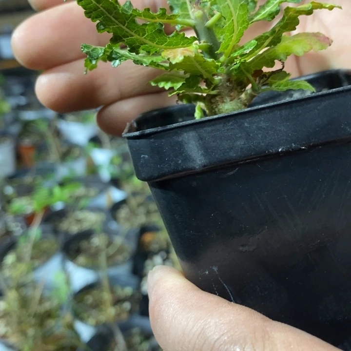 y***q娜娜带盆土发货植物