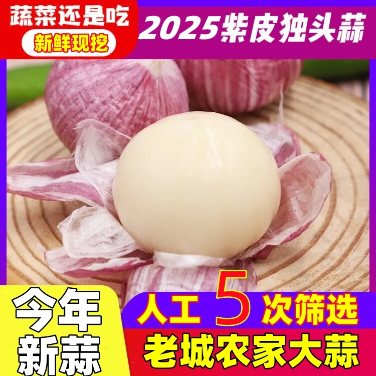 【专】2025年开原老城现挖新鲜紫皮独头大蒜