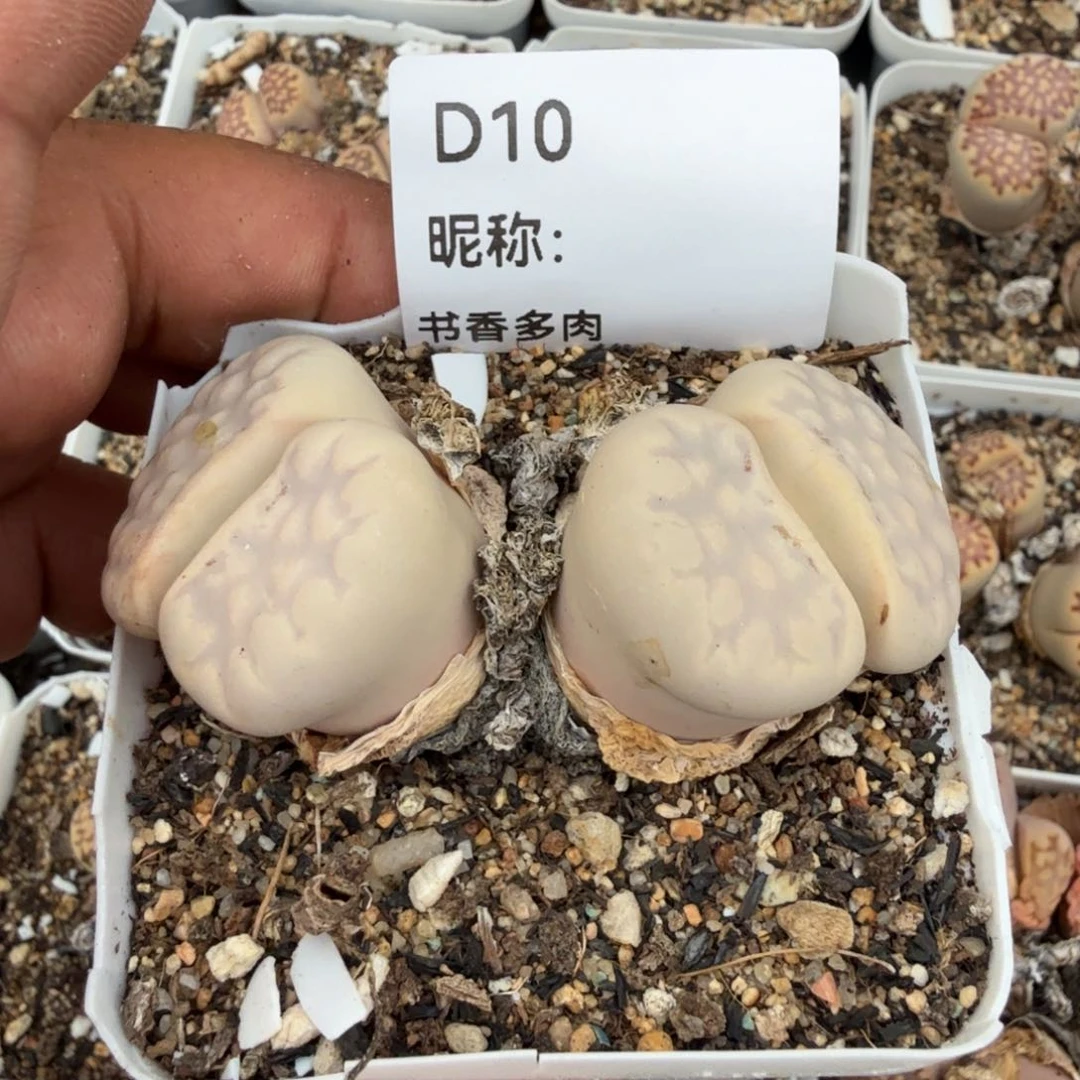 谧*i多肉植物多肉植物多肉植物