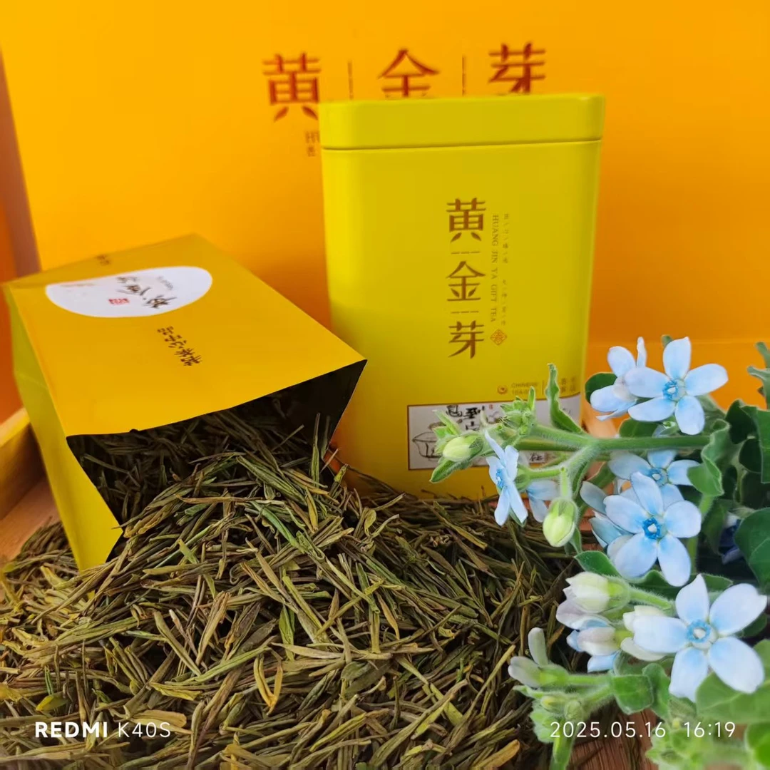 黄金芽2025 新茶 高山茶好喝的茶叶浓香型春茶正宗高山茶