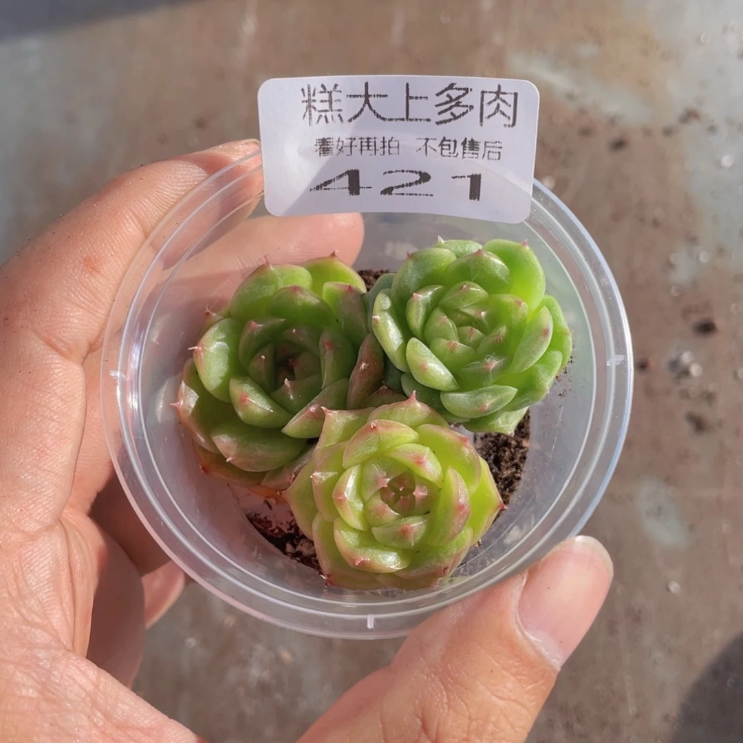 糕大上多肉植物421