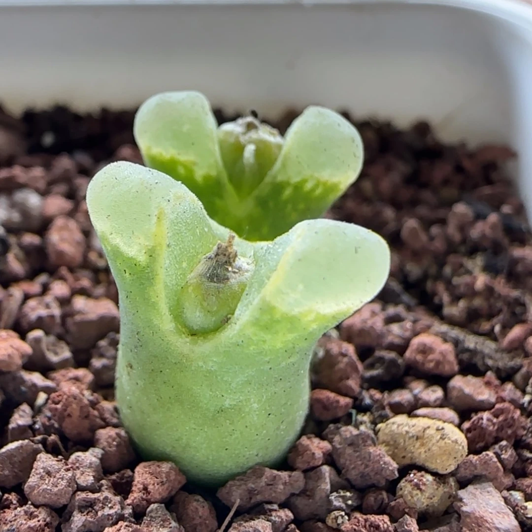 【闪购商品】0592奶瓶当天28包邮非偏远