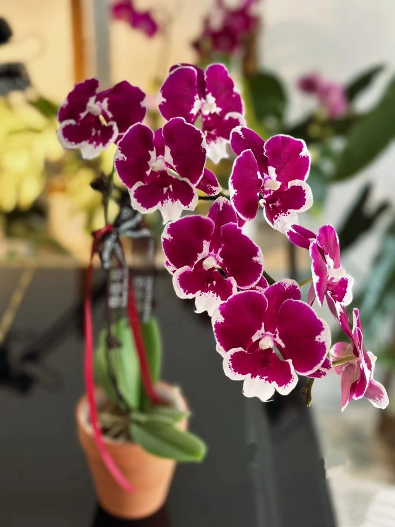 【福利款】黑天鹅胡蝶兰花苗2.8寸杯