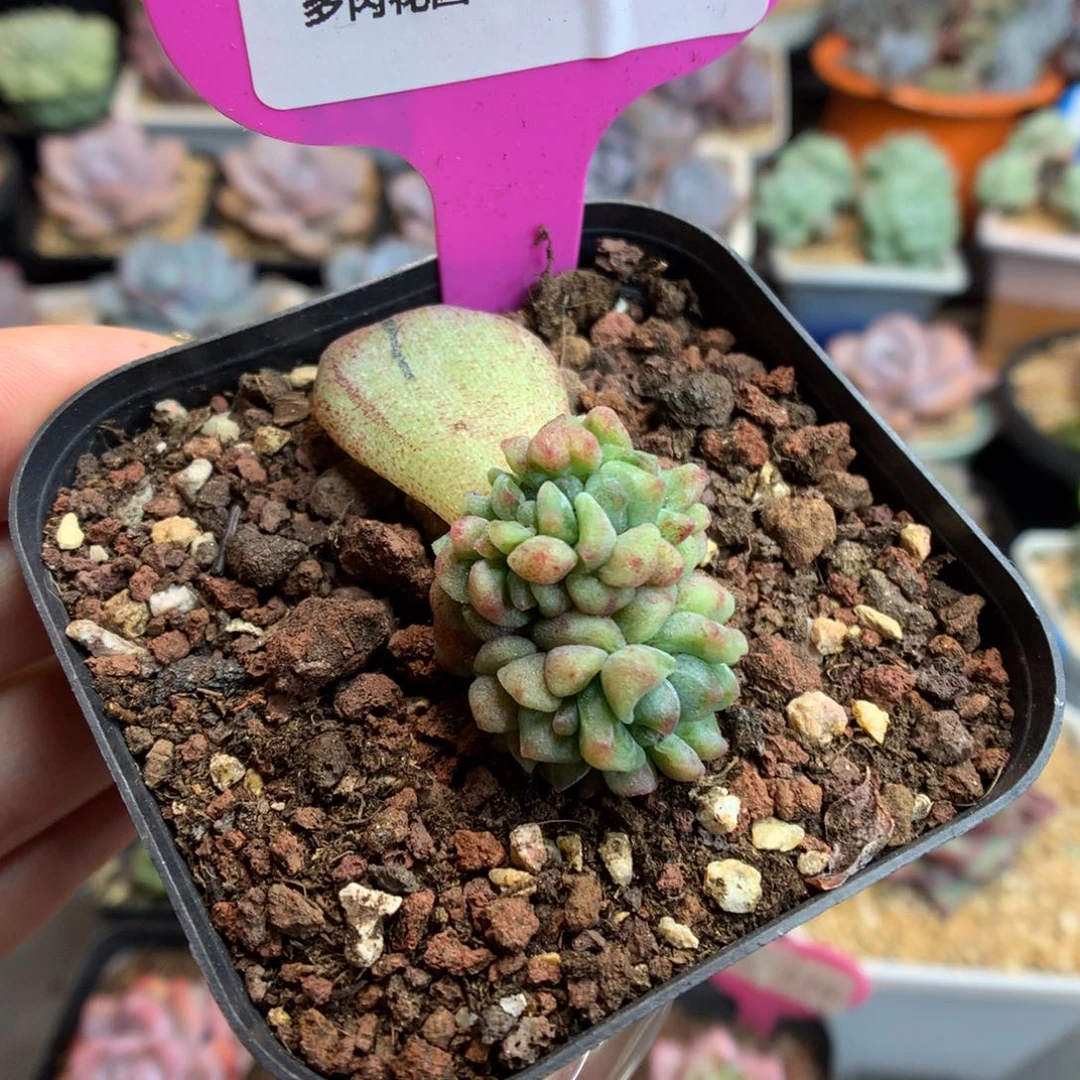 发***橙80冰玉石化缀化多肉植物
