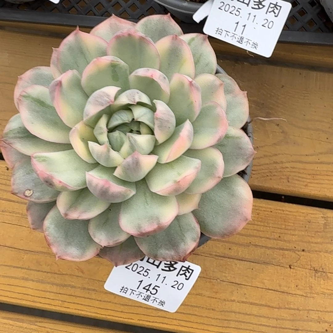 落***鹿草莓蛋糕锦111120-145