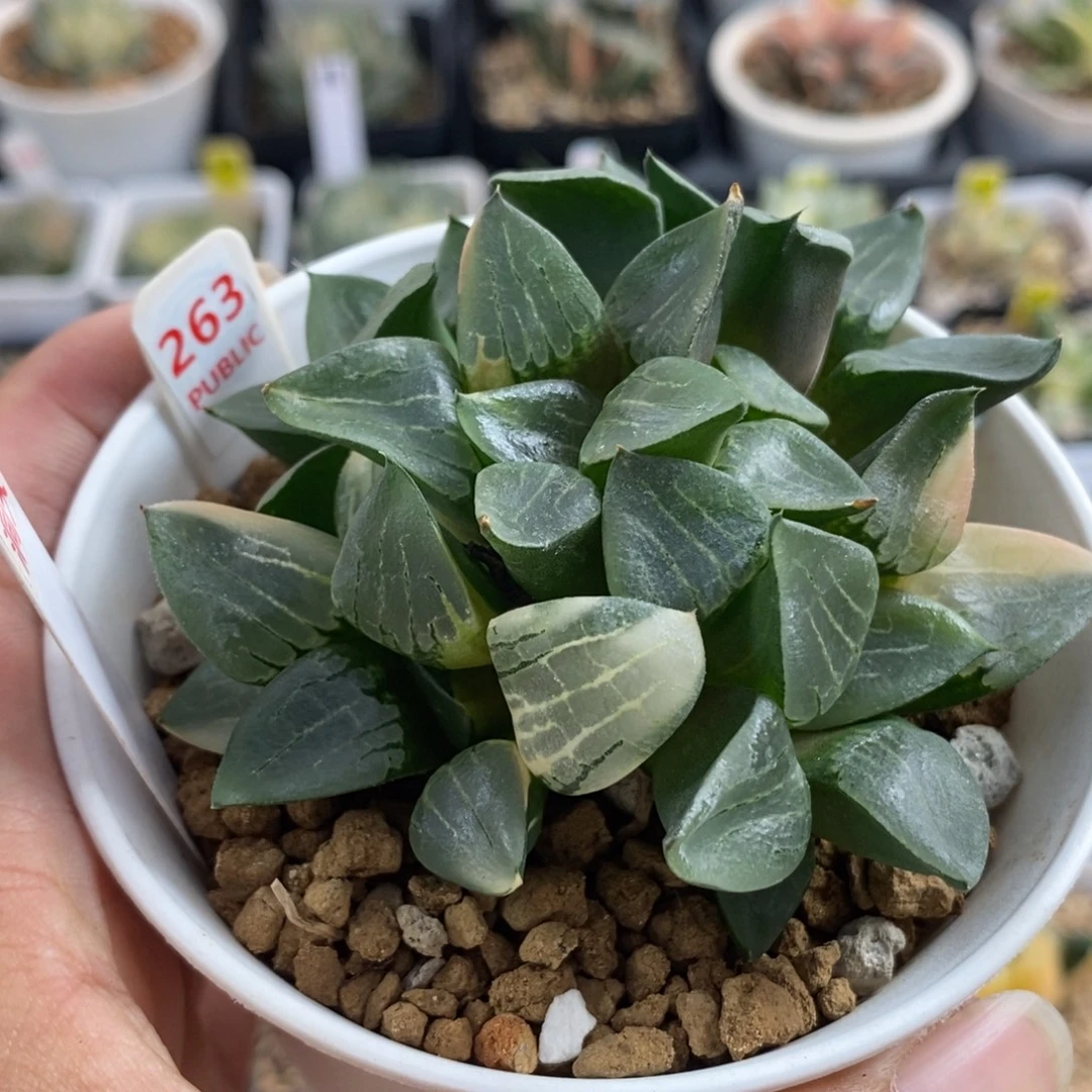 428阿房宫锦一物一拍