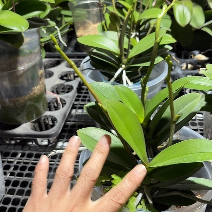 无花朵新品小叶巴掌叶2颗高品质