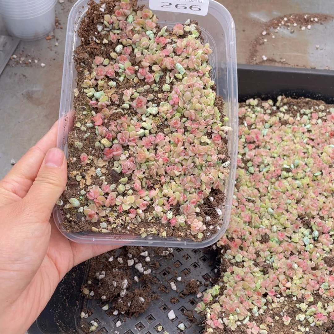 布**辣糕大上多肉植物266