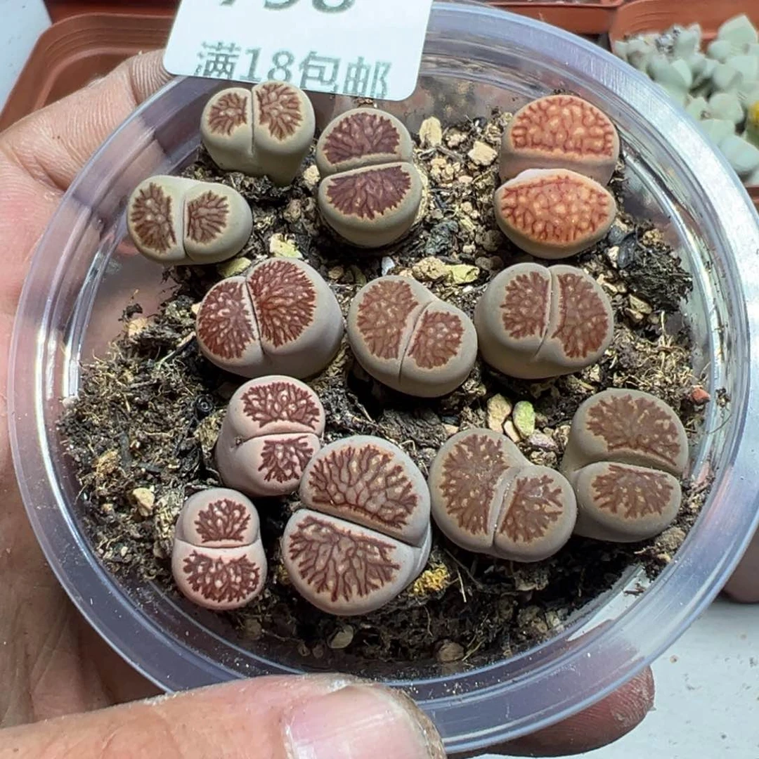 【闪购商品】 798。