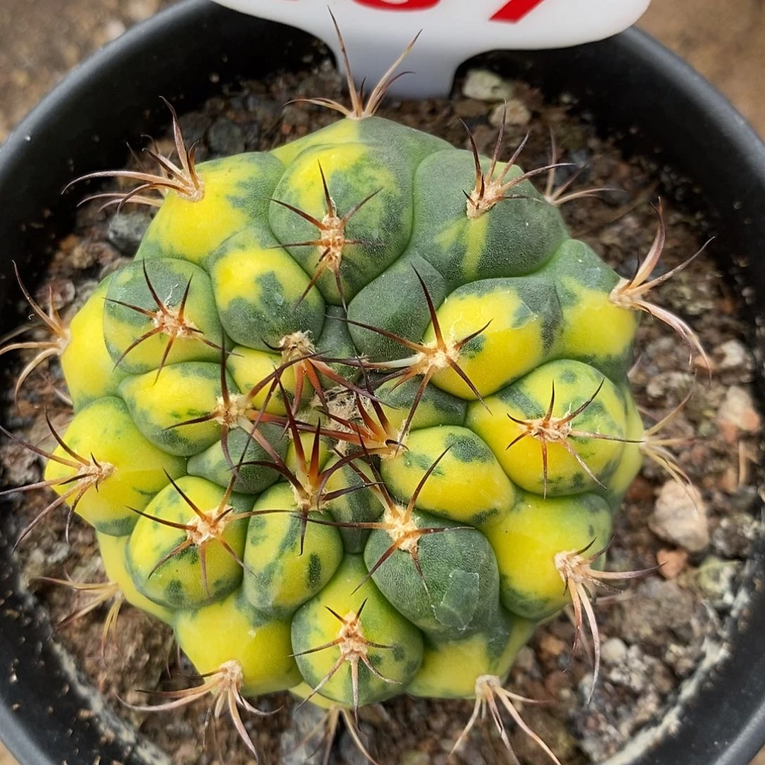 137新世界锦福利特价咯