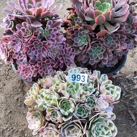 993三颗大的多肉植物