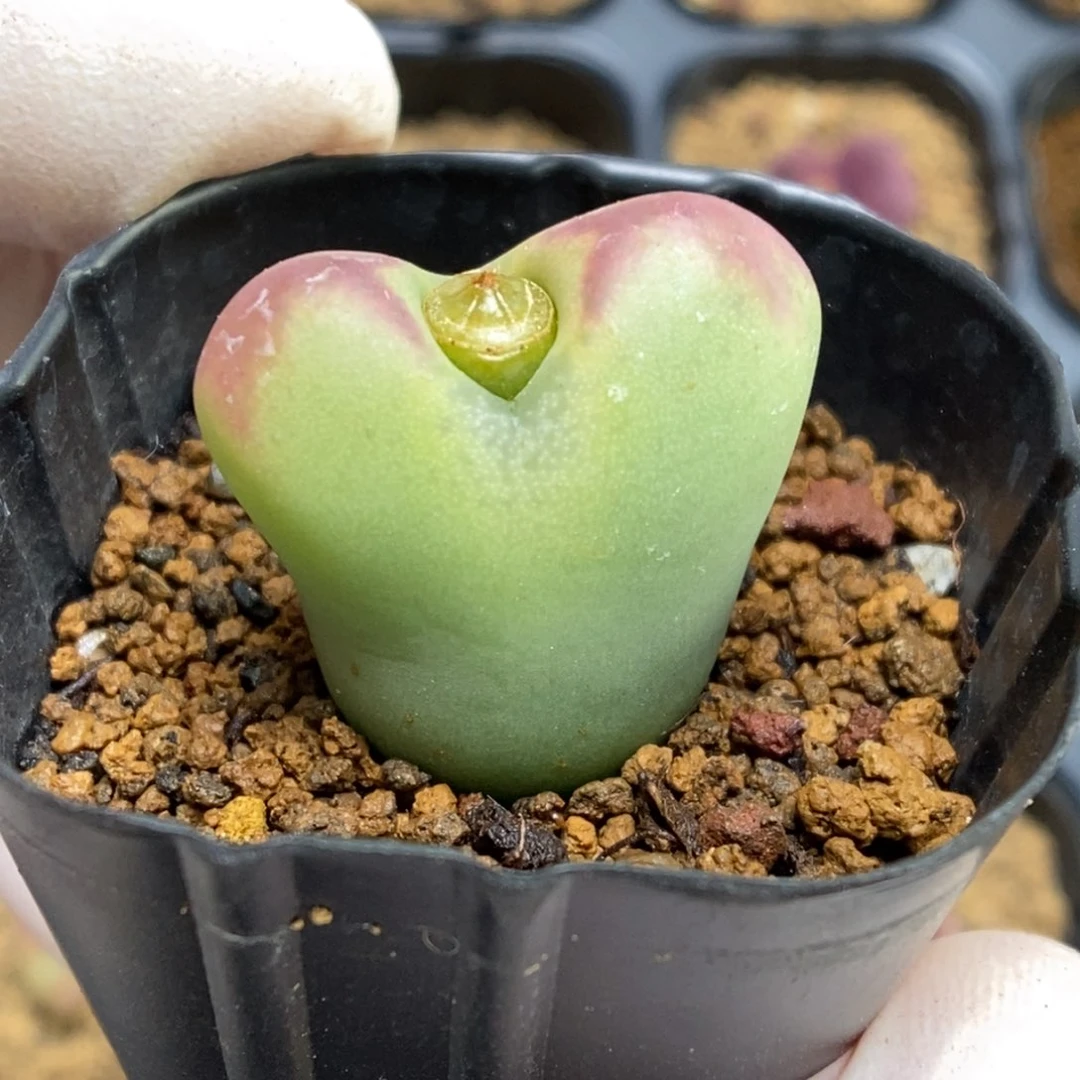 多肉植物肉锥杂交K-961