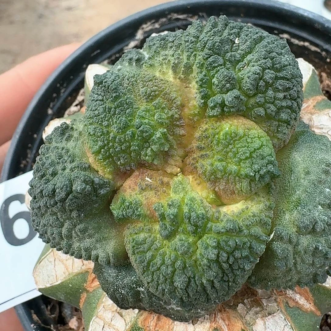 【闪购商品】无花朵大尤无毛哥怒236