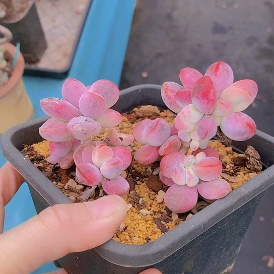 90多肉植物老桩11