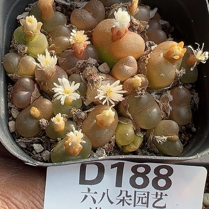 188号特价福利毛wxyzyyyxy