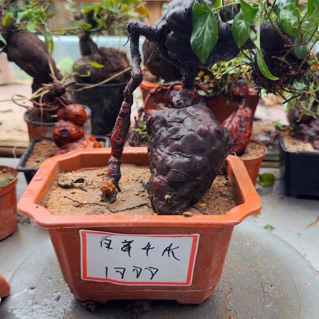 完全开放何首乌福利
