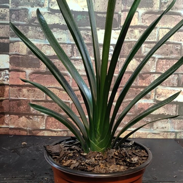 完全开放1111111111