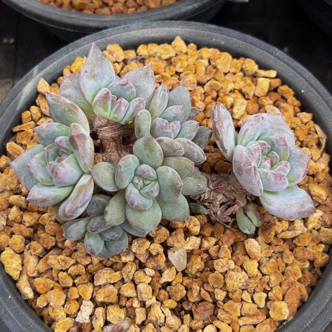 新年快乐 新年快乐