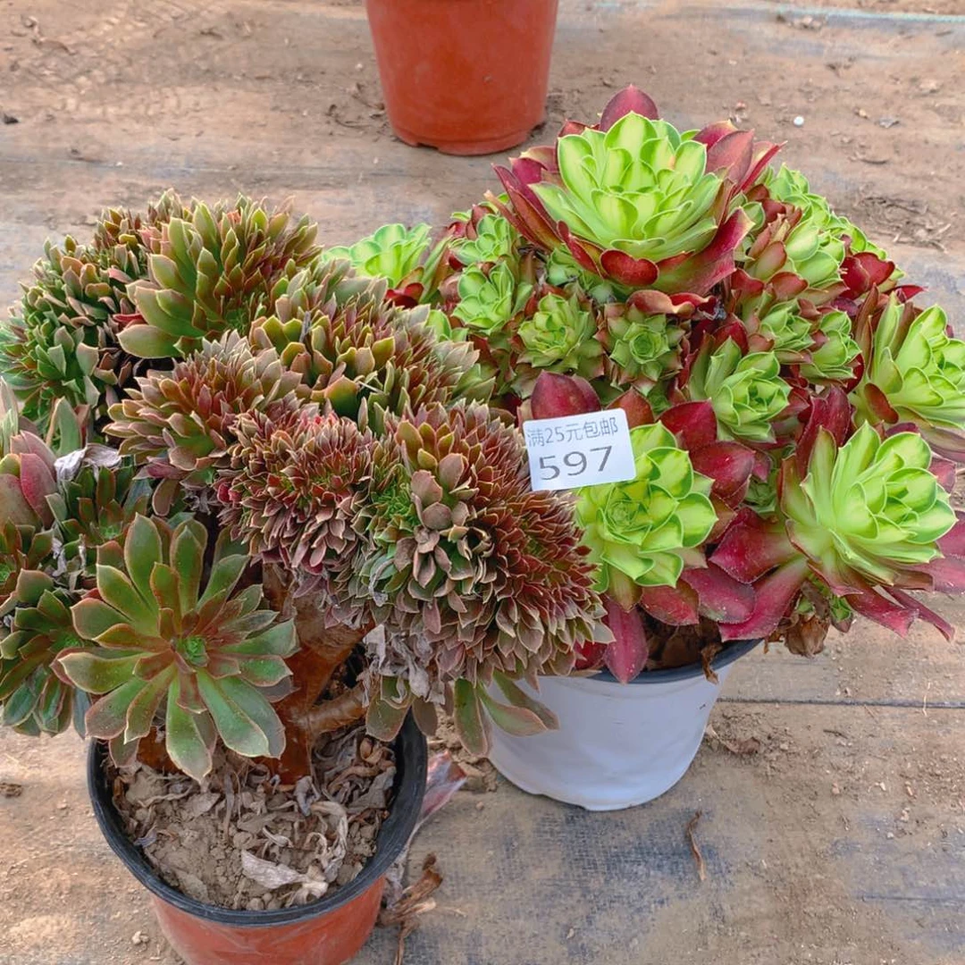 597法师组合2老桩