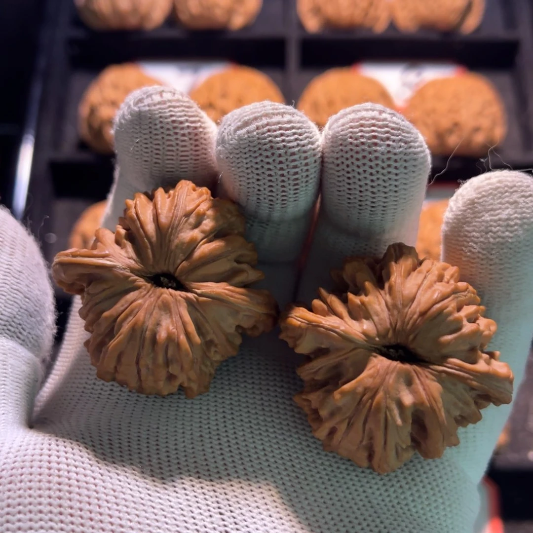 魏*人秦皇岛山地果全品06