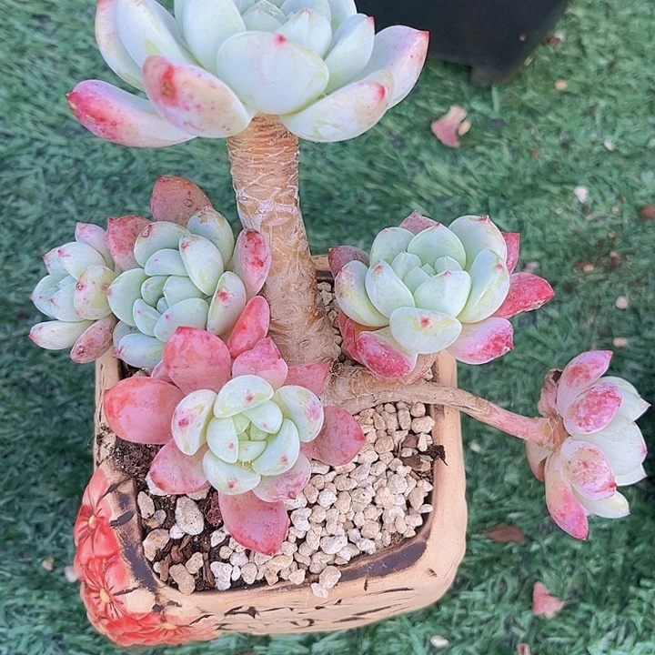 望舒15183多肉植物