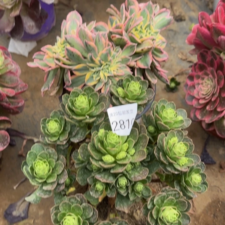 2颗多肉处理不包断头2810