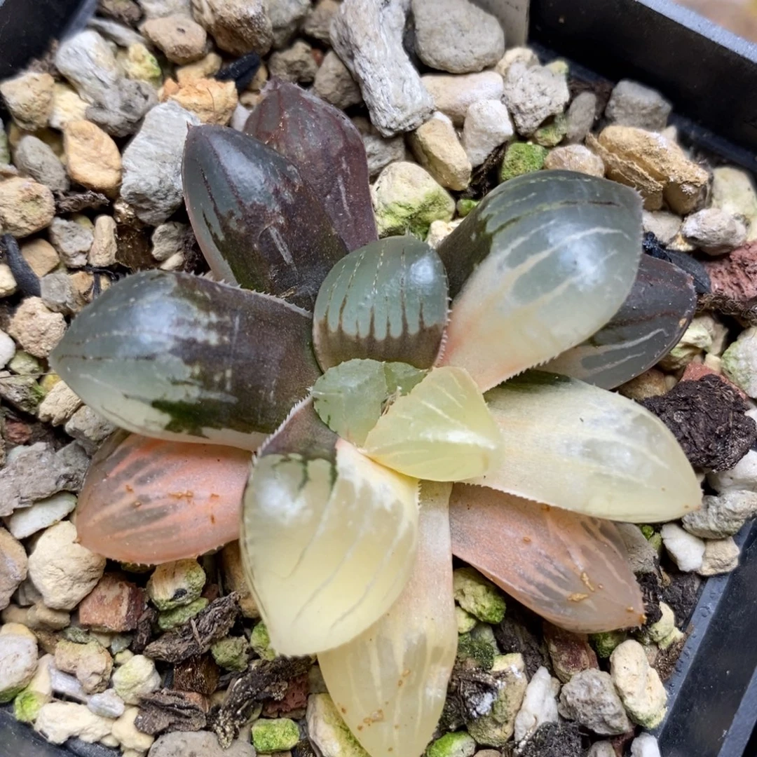 200糯玉露锦一物一拍