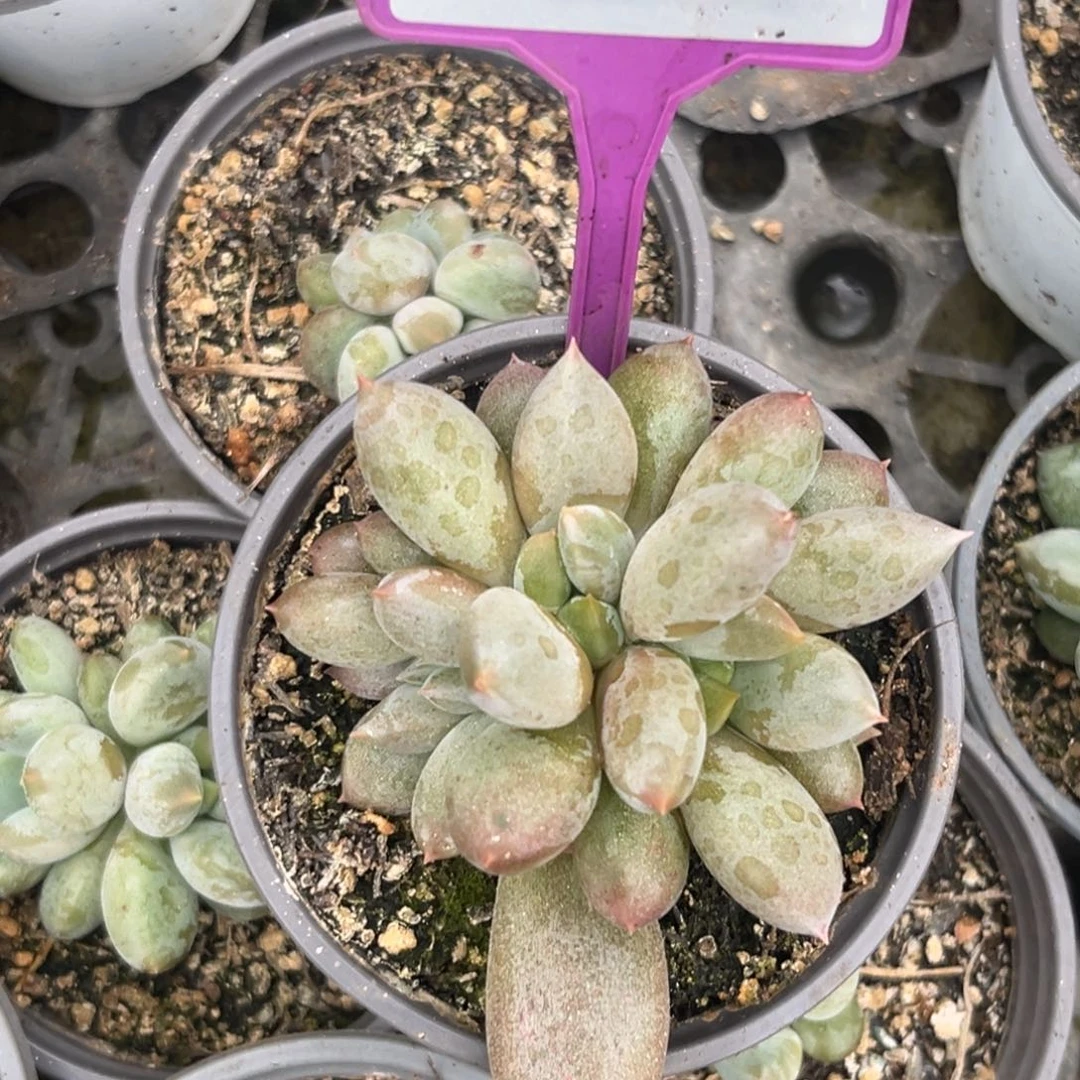 彩胖体哥特一物一拍788