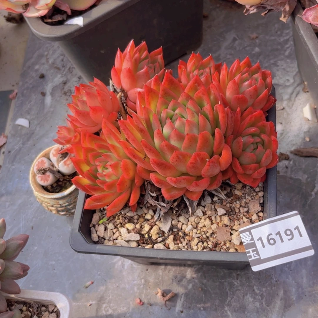 东云多肉植物16191