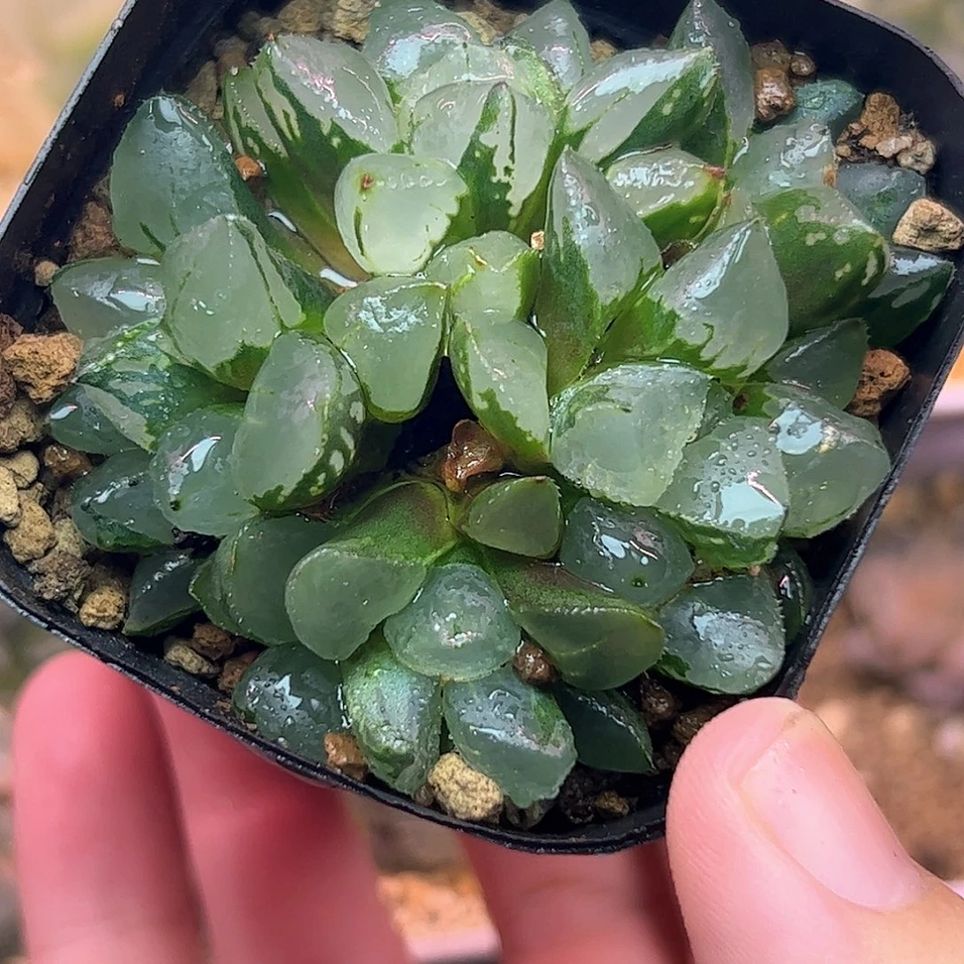 圣诞蜡烛五头大群六公分