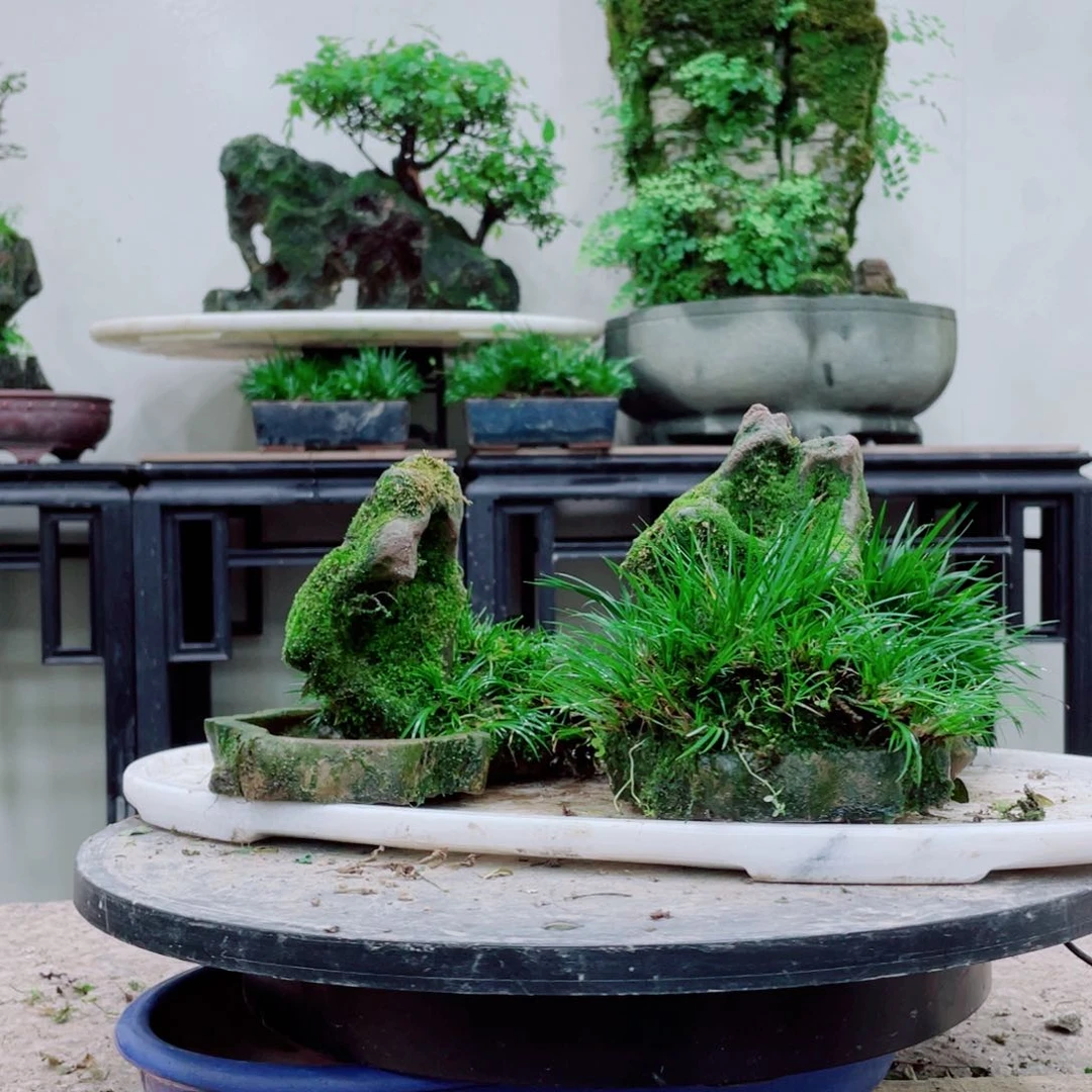 无铅玻璃泽*亭铁线蕨等植物的生长发育和