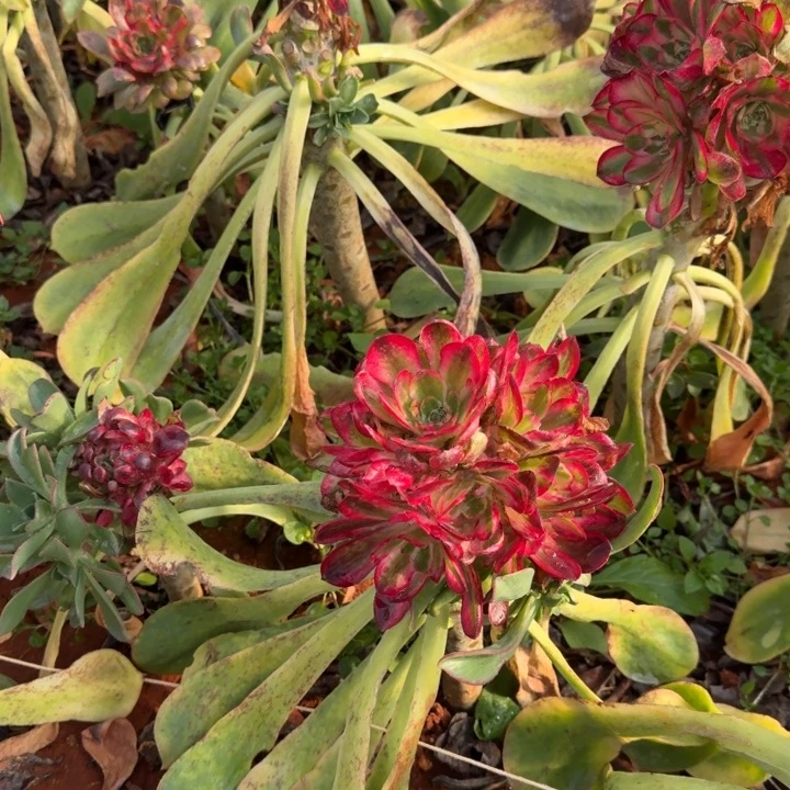 锦***艺荔枝变异啊啊啊啊