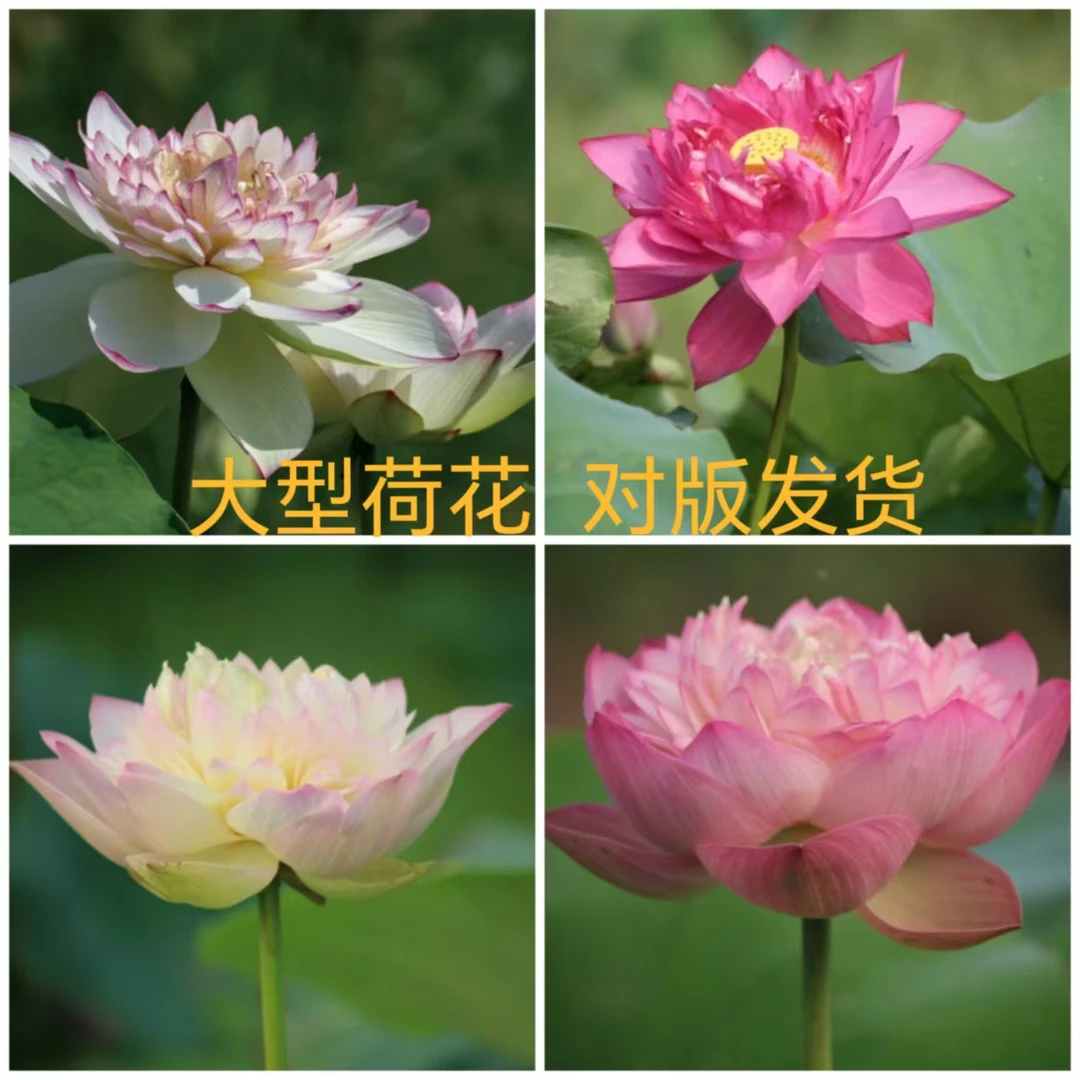 大型荷花   碗莲 种藕 夏秋开花  水生植物