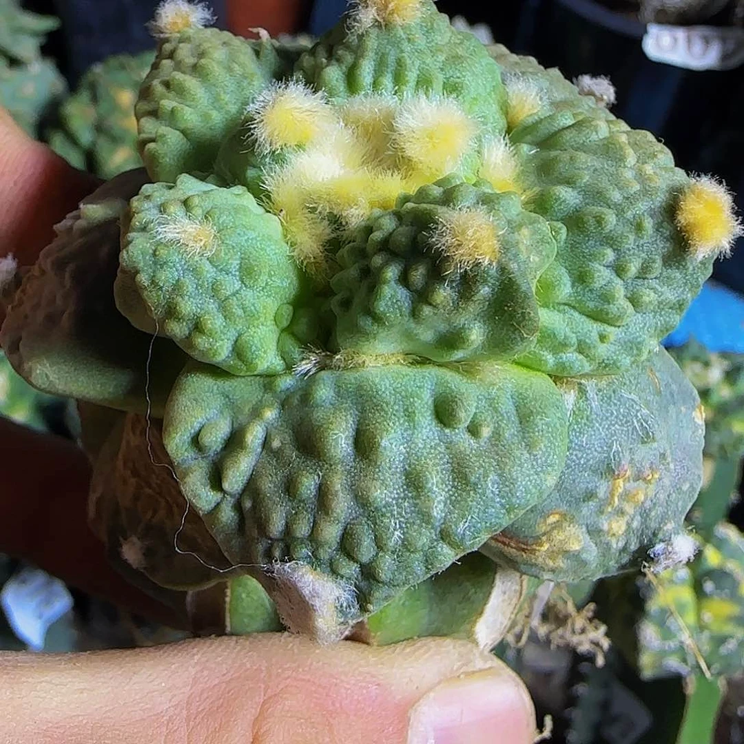 怒涛194仙人球开花了