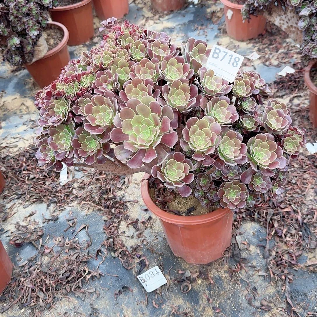 718欧紫一颗呀呀朵朵